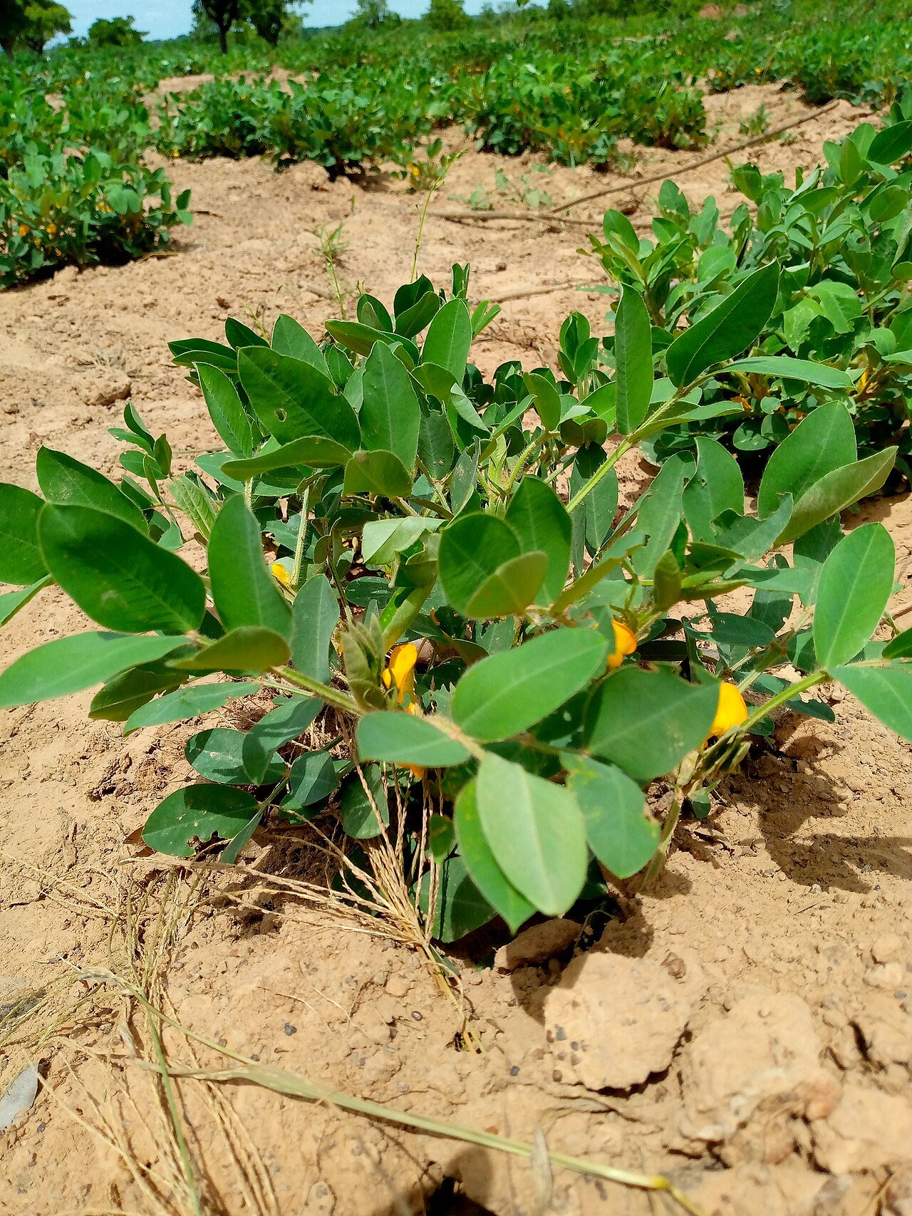 Groundnut (peanut) crop growing in a field