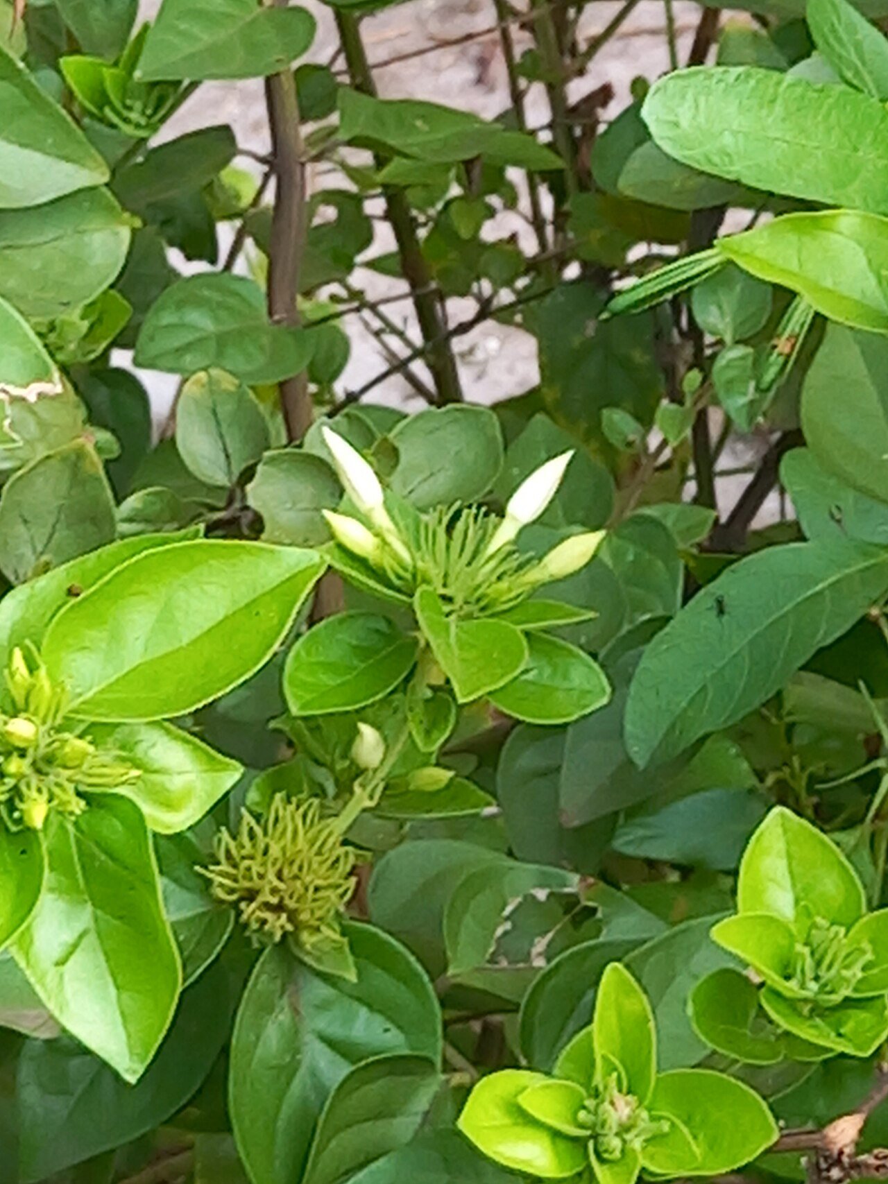 Fresh jasmine flower buds