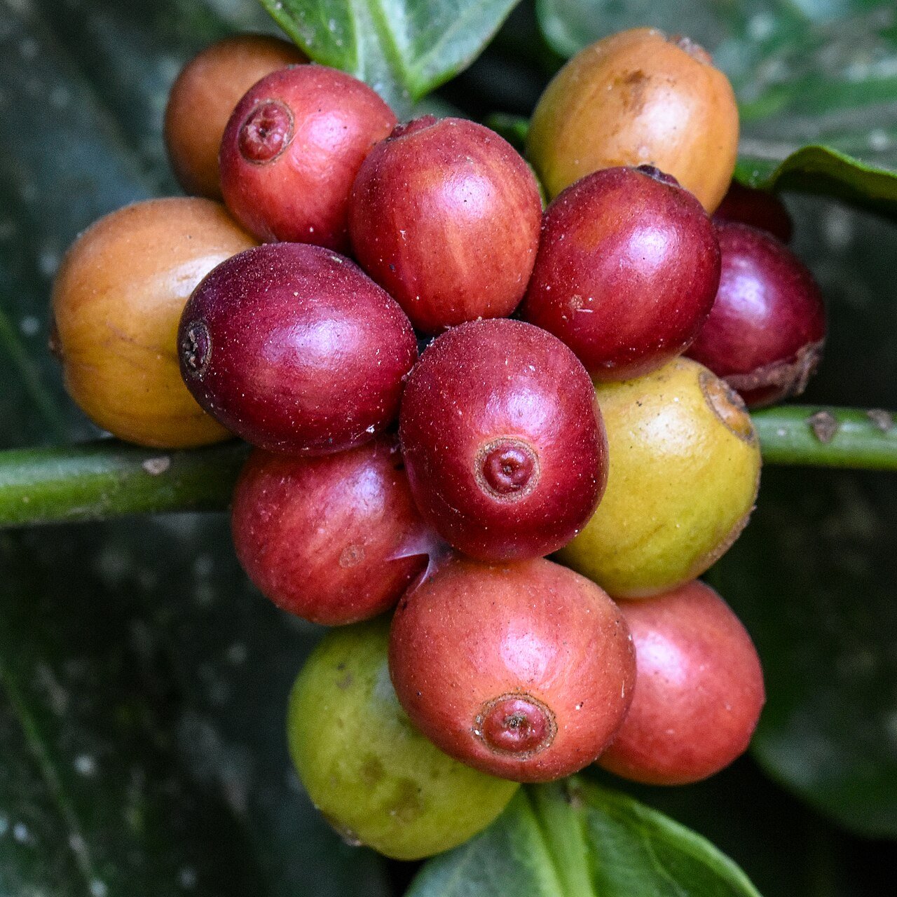 Ripe coffee cherries on a plantation in Coorg, Karnataka